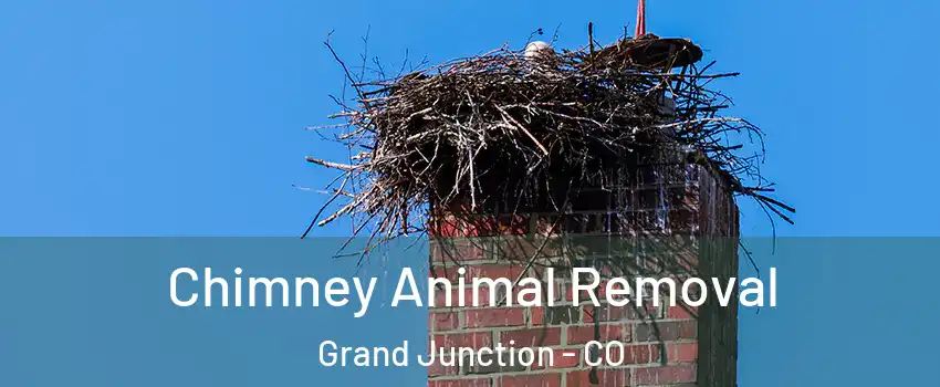  Chimney Animal Removal Grand Junction - CO