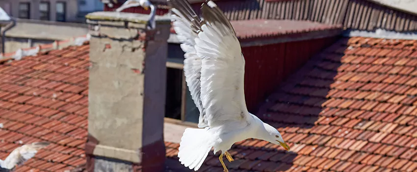 Residential Chimney Animal Removal Solution in Grand Junction, CO